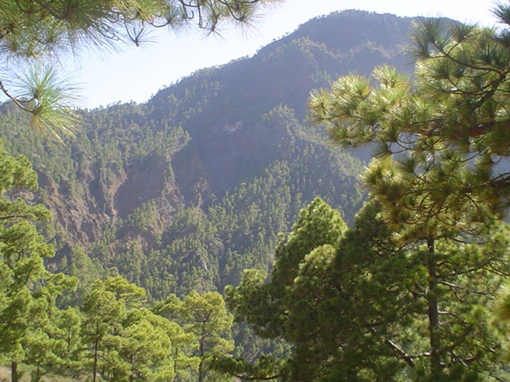 Pinar en la Caldera de Taburiente, en La Palma