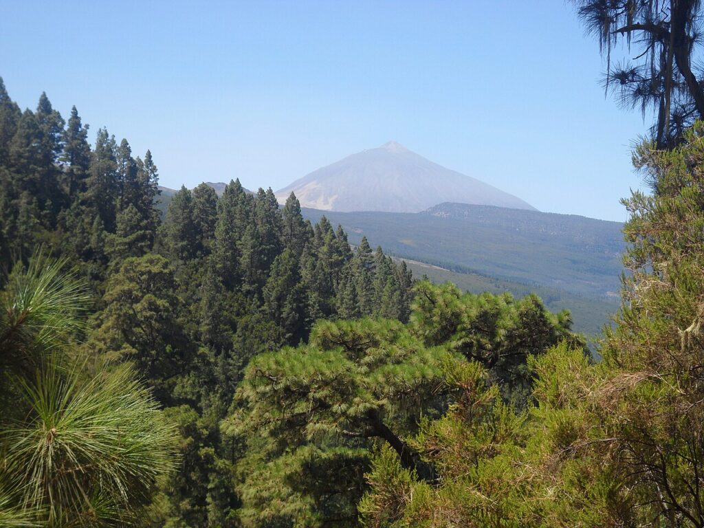Pinar de la Corona Forestal en lo alto de La Orotava, con el Teide al fondo