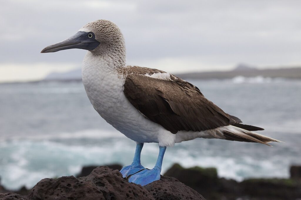 Piquero de patas azules en la isla de Santa Cruz, en Galápagos