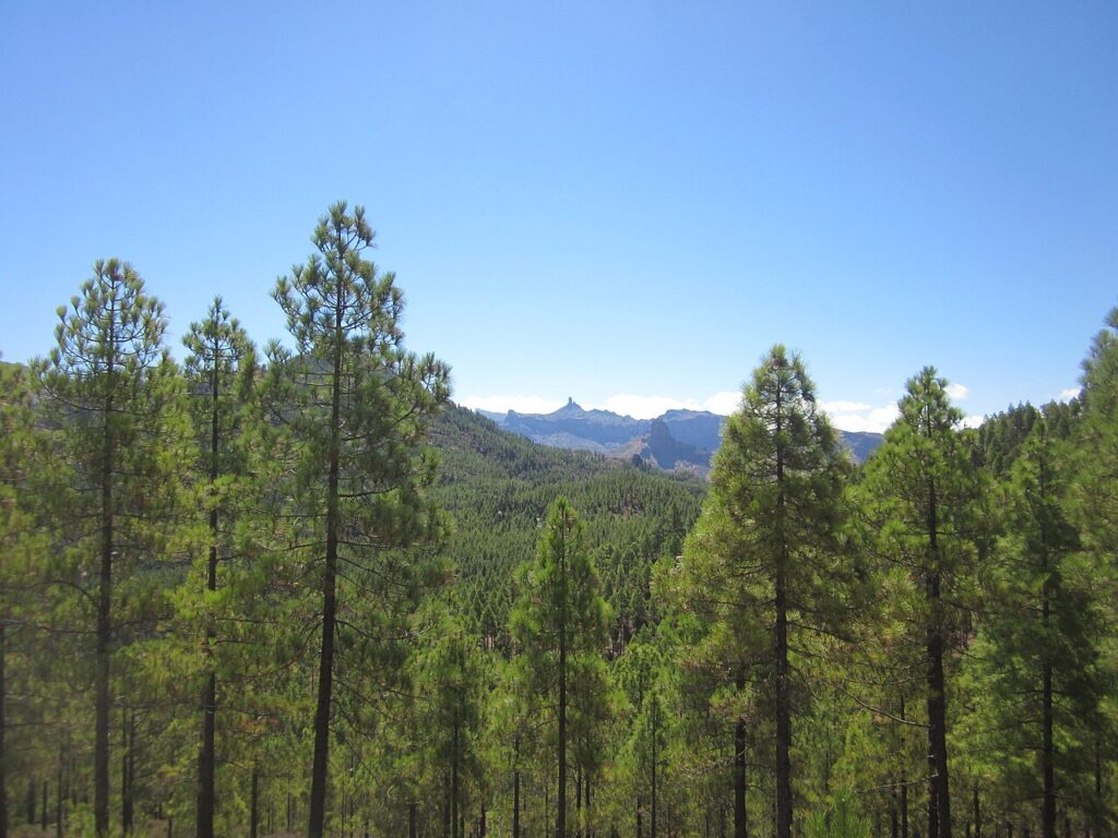Pinar de Tamadaba, en Gran Canaria