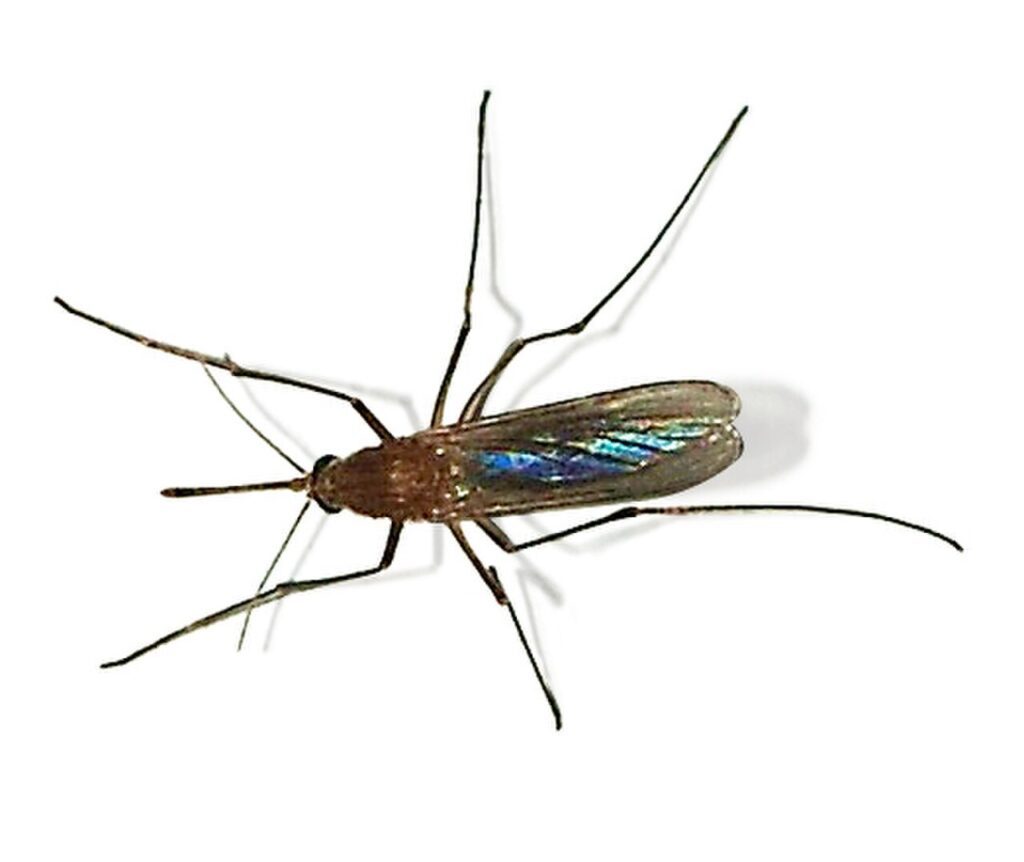 Mosquito Culex pipiens, del género que transmite el virus del Nilo Occidental