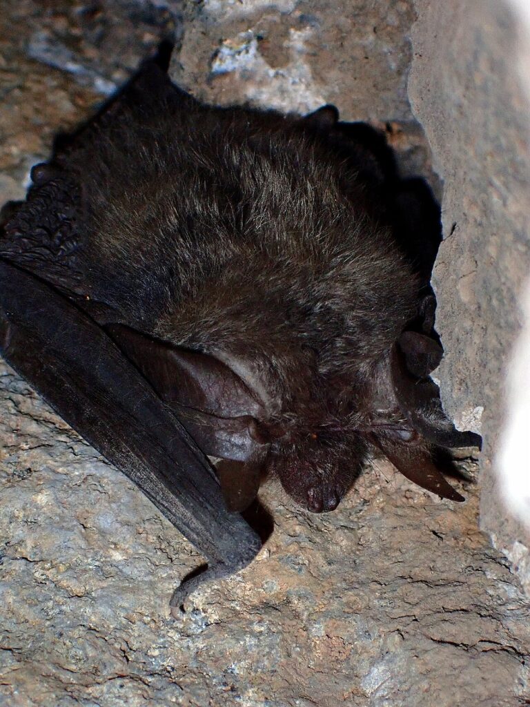 Orejudo canario, murciélago endémico de Canarias, fotografiado en Tenerife