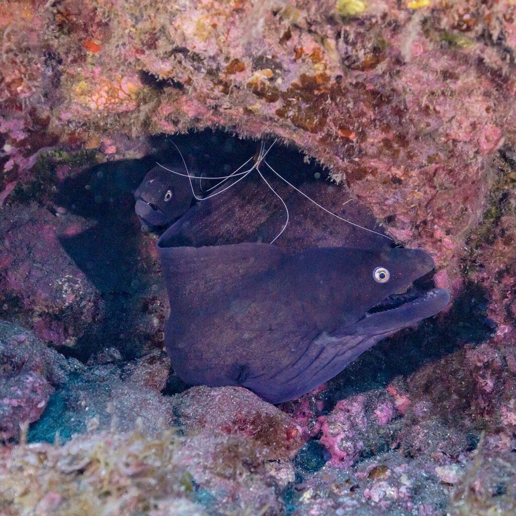 Morenas negras en los fondos de la franja marina de Teno-Rasca