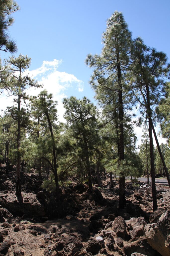 Pinar canario en la zona de Chío, en el oeste de Tenerife
