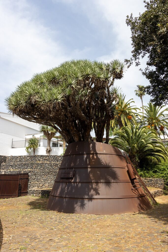 Drago centenario de Tacoronte, en el norte de Tenerife