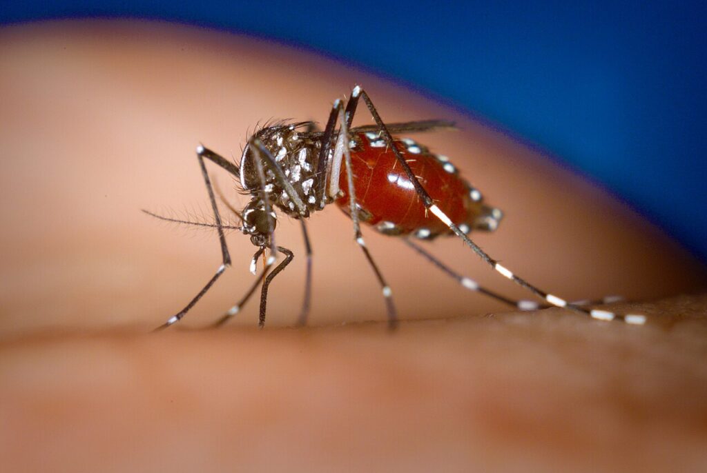 Mosquito hembra de la especie Aedes albopictus