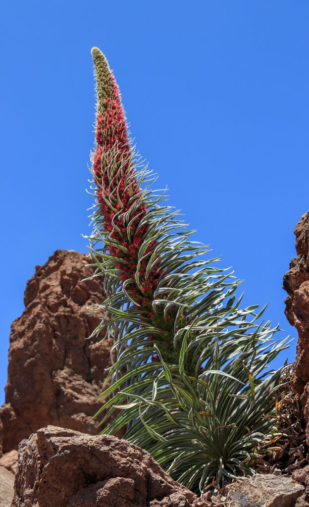 Tajinaste rojo, planta endémica de Tenerife, en la caldera de Las Cañadas