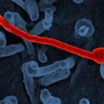 Virus del ébola visto al microscopio electrónico (imagen de archivo)