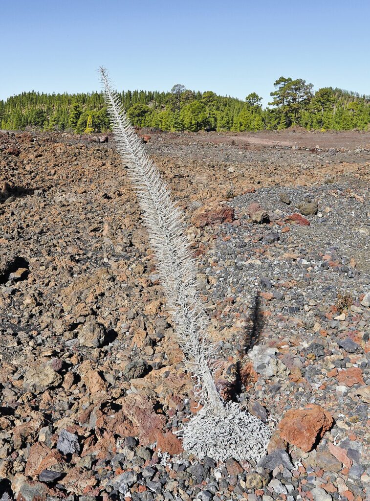 Tajinaste rojo, planta endémica, en el Parque Nacional del Teide (imagen de archivo)